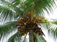 Palmera con cocos