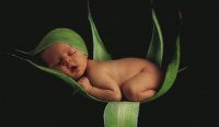 bebe