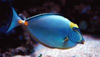 PEZ AZUL