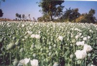 Opium