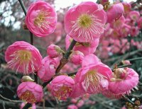 pink bell flowers
