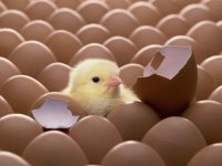 Pollito entre huevos