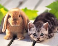 Conejito y gatito