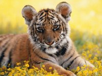 Cachorro de tigre