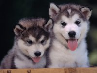 Cachorros de lobo