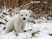 Cachorro oso polar