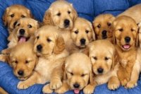 Montón de perritos