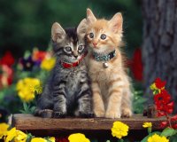 Gatitos lindos