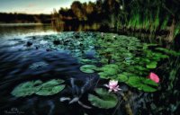 water lillies