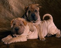dogs