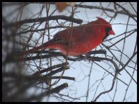 red bird