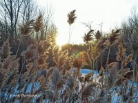 grass