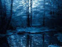 blue woods