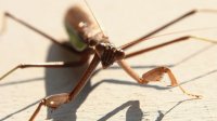 praying mantis