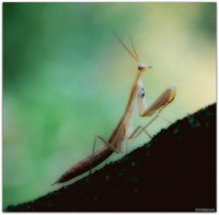 praying mantis