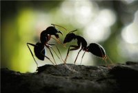 ants