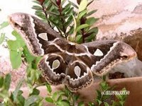 Falena