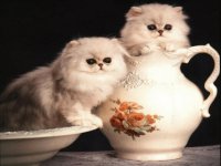 Gatitos