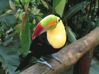 Tucan