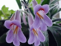 Flores