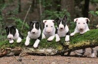 Puppys