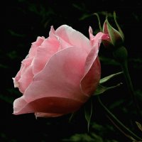 Pink Rose