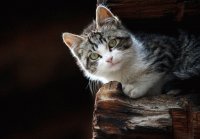 Kitty