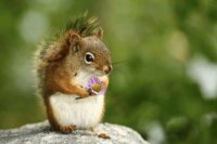 Squirel