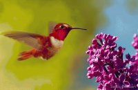 Hummingbird