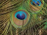 Feathers