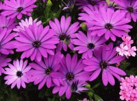 Purple Flowers