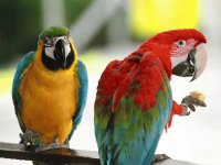 colorful parrots
