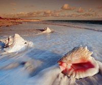 shells on beach