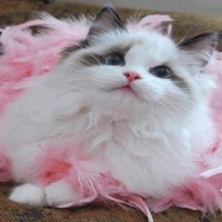 Gata