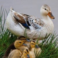 Patos