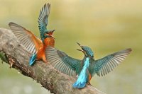 Aves