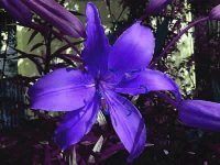 Flor