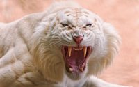 Tigre
