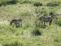 Mongolia-Takhi Horses