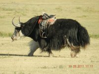 Mongolian Yak