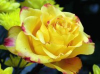 Rosa