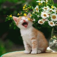Gatito
