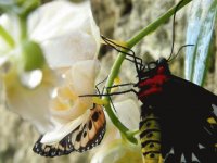 Mariposa