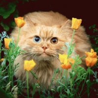 Gato