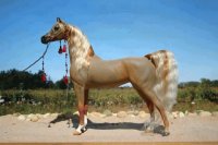 Caballo
