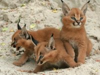 Linces