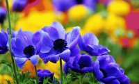 floral picture