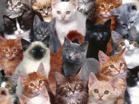 Gatitos!