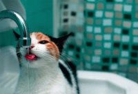 catt