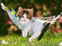 Gatito